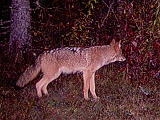 Coyote100209_0227hrs